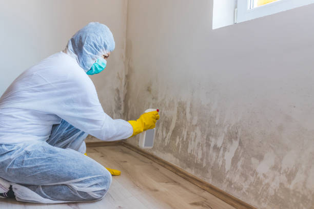 Licensed Basement Mold Remediation service in Trappe, PA - WQB Mold Removal