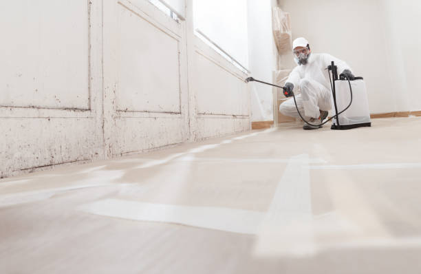 24/7 Emergency Basement Mold Remediation experts in Trappe, PA