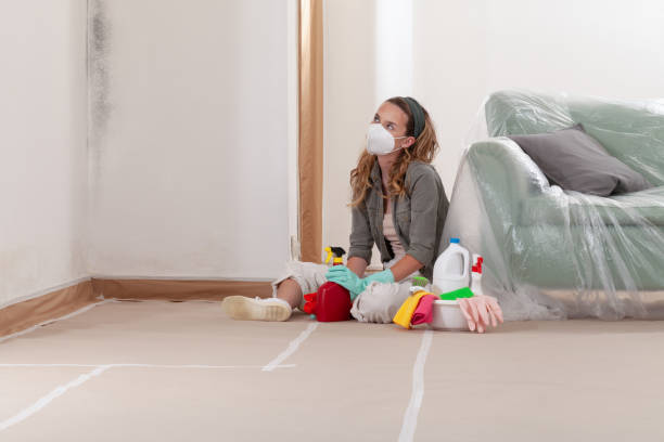 Reliable Basement Mold Remediation contractor in Trappe, PA by WQB Mold Removal