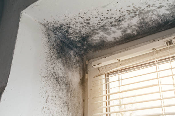 Affordable Basement Mold Remediation solutions in Trappe, PA