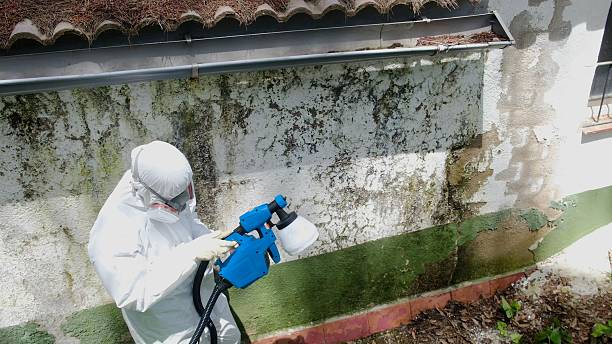 Top rated local Basement Mold Remediation specialists in Trappe, PA